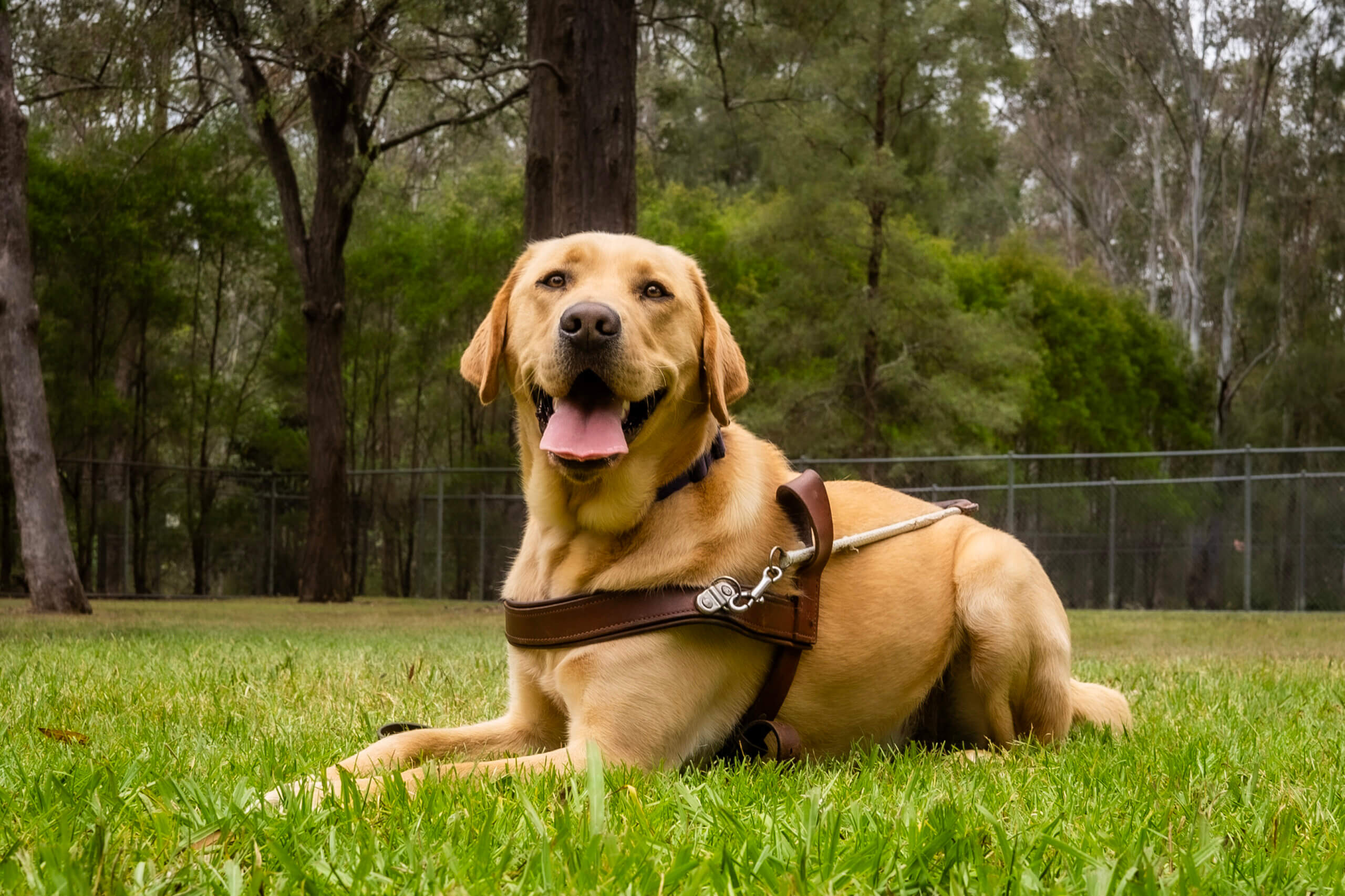 A yellow Labrador retriever wearing a brown harness lies on green grass in a park, looking alert and happy, with trees and a fence in the background.