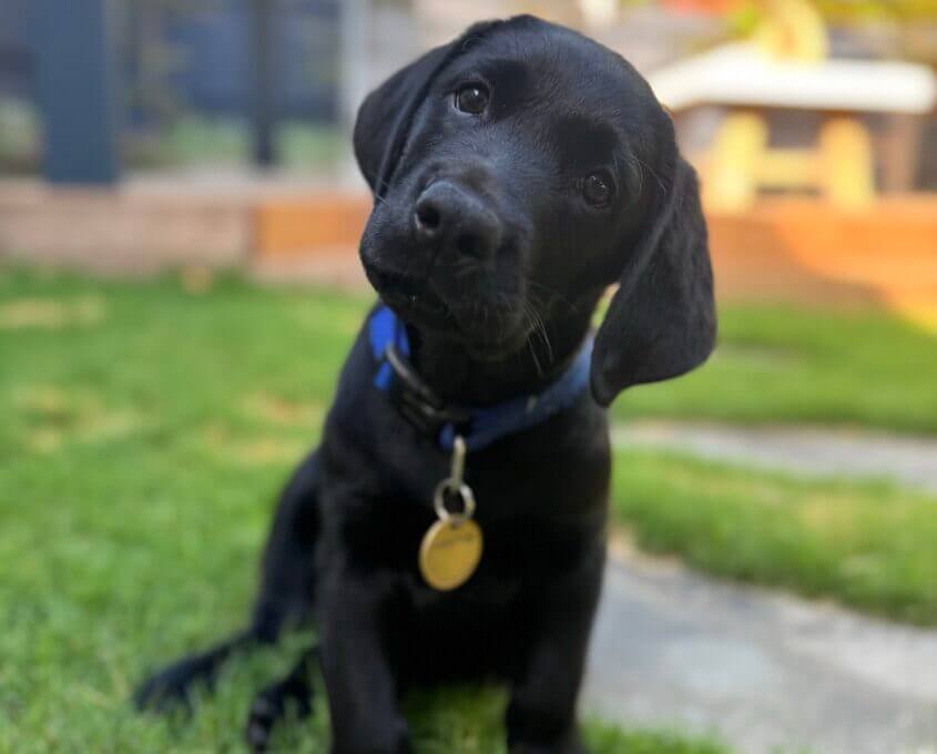A black puppy with a blue collar and gold tag sits on green grass, tilting its head to one side in a curious pose. The background is out of focus with hints of a garden and outdoor furniture.