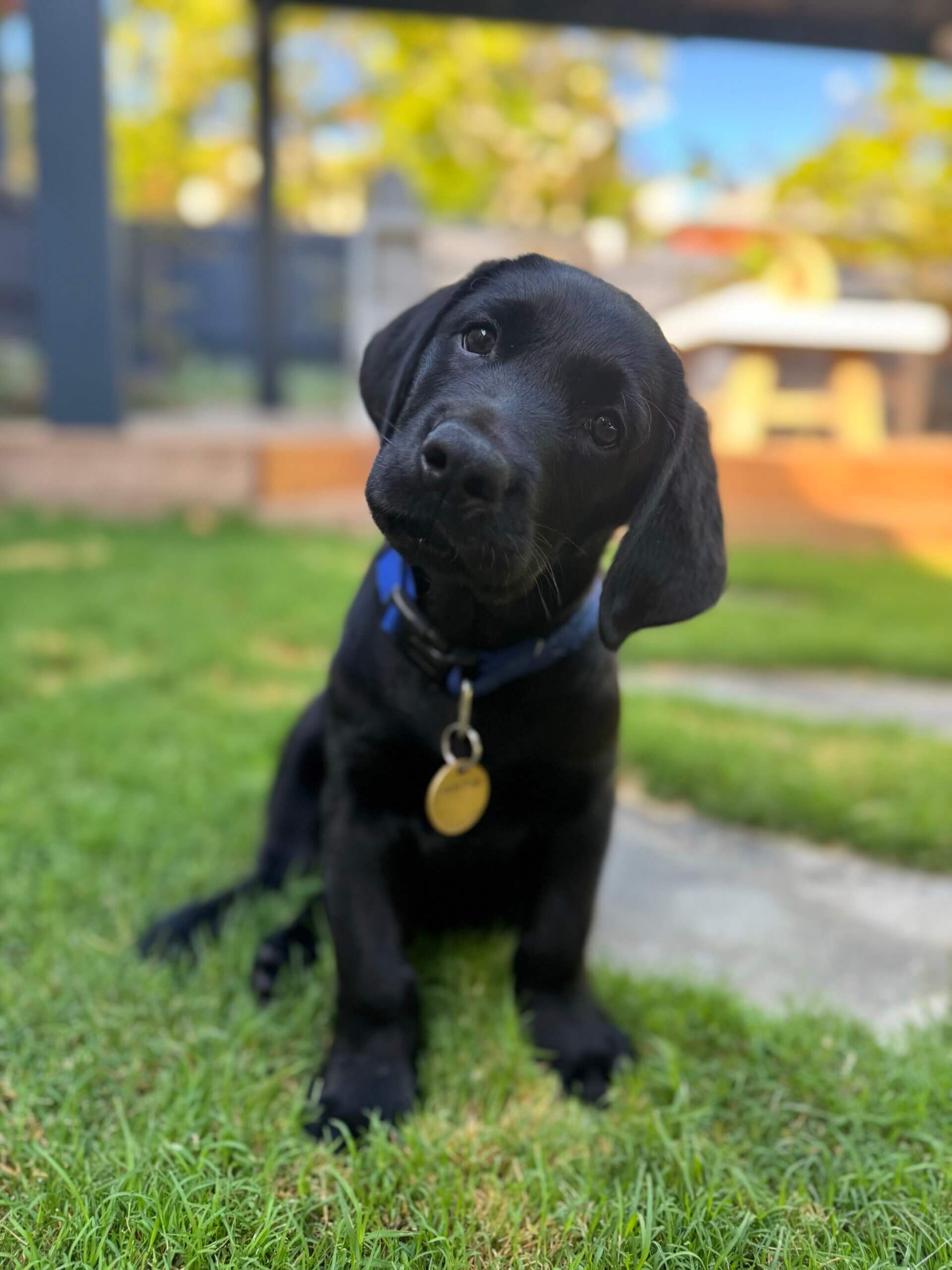 A black Labrador puppy with a blue collar and gold tag sits on green grass, tilting its head to the side. The background is blurred with garden elements and sunlight.