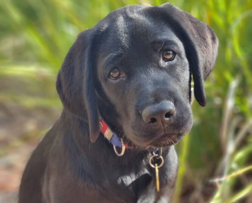 A black Labrador puppy with soulful eyes and a red collar looks curiously at the camera, with green grass softly blurred in the background.