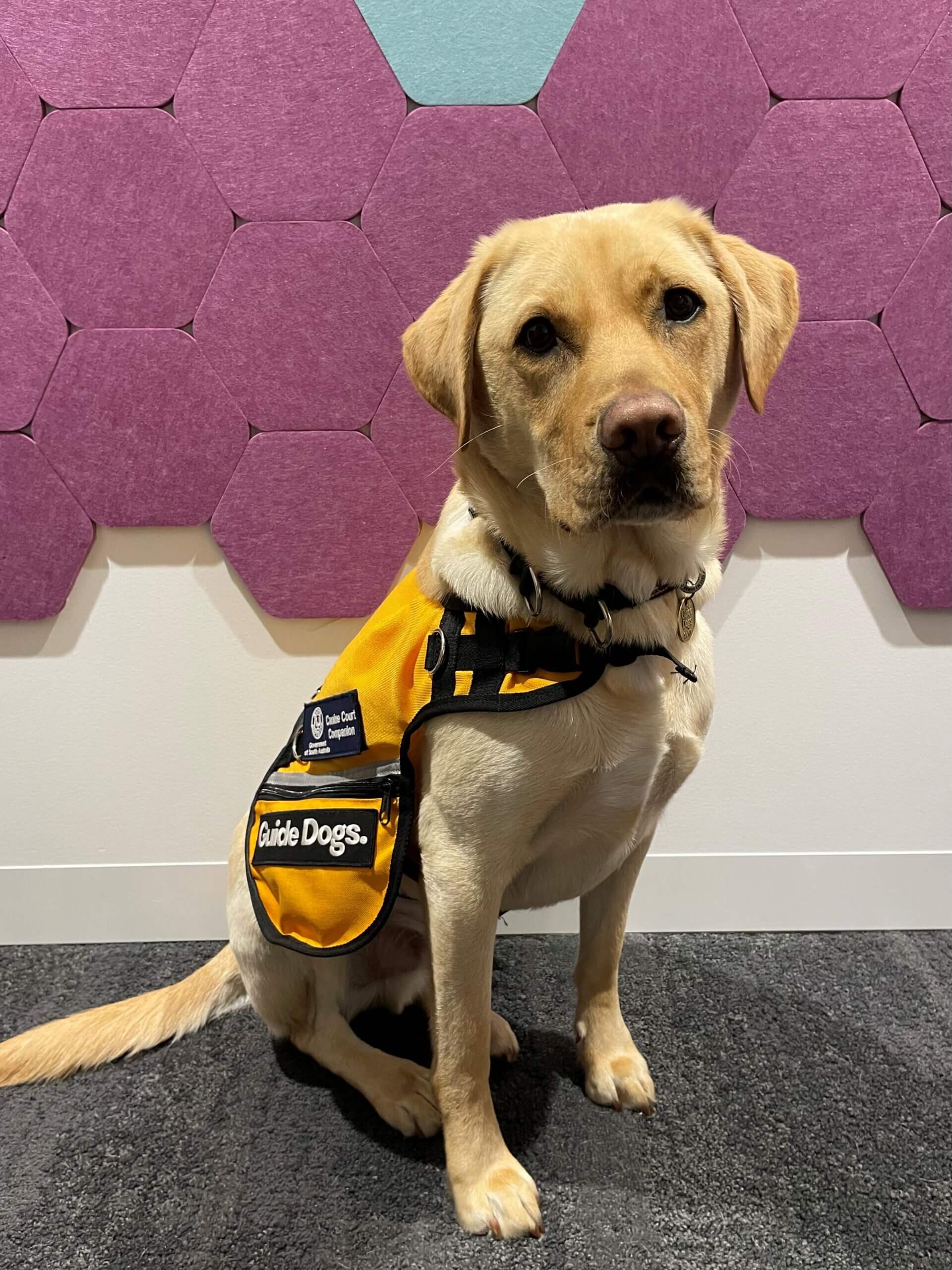 A yellow Labrador wearing a yellow “Guide Dogs” vest sits on a carpeted floor in front of a wall with purple and turquoise hexagonal panels.