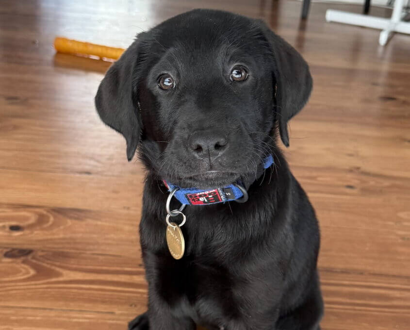 Black Labrador puppy with a blue collar and ID tag sits on a wooden floor, looking up at the camera with wide, curious eyes. A dog toy is in the background.