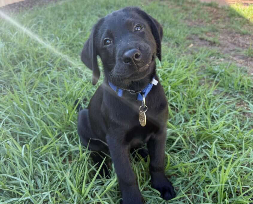 A black Labrador puppy with a blue collar and tag sits on green grass, tilting its head with a curious expression. Sunlight is shining from the left.