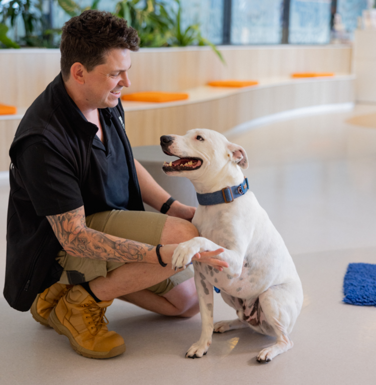 A smiling person with tattoos kneels indoors, shaking hands with a happy white dog in a blue collar. Modern seating and lush plants enhance the welcoming atmosphere.