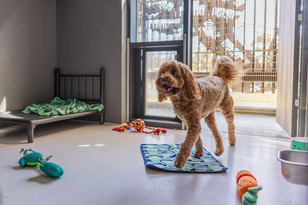 A brown dog stands on a blue and green mat in a bright room with toys on the floor, a raised bed with a blanket, and an open door leading outside to the garden.