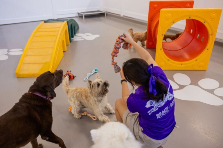 A woman in a purple shirt plays with several dogs in an indoor play area, holding up a rope toy. The room features dog tunnels, ramps, and large paw prints painted on the floor, creating a vibrant environment for canine enrichment.