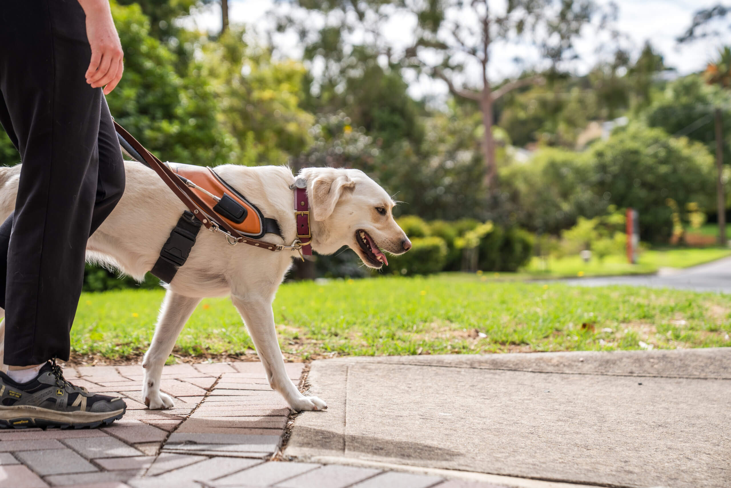 A guide dog wearing a harness leads a person along a pavement in a sunny, green outdoor setting. Only the person's legs and feet are visible.