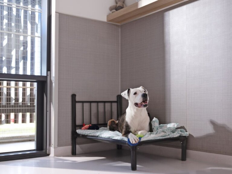 A playful dog with white and brown fur lies on a small bed in a sunlit room near a window, surrounded by toys and a cosy blanket.