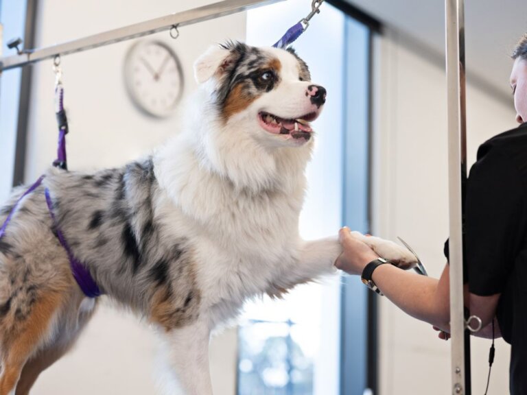 A fluffy Australian Shepherd stands on a grooming table with one paw held by a groomer, who is trimming its nails. The happy dog enjoys the bright setting filled with natural light from large windows and a clock on the wall.