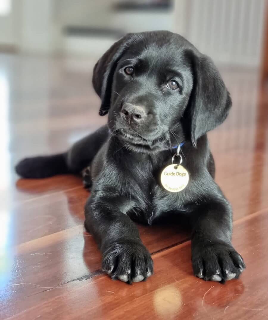 A black Labrador puppy with a “Guide Dogs” tag lies on a shiny wooden floor, looking up with floppy ears and curious eyes. The background shows indoor stairs and soft natural light.