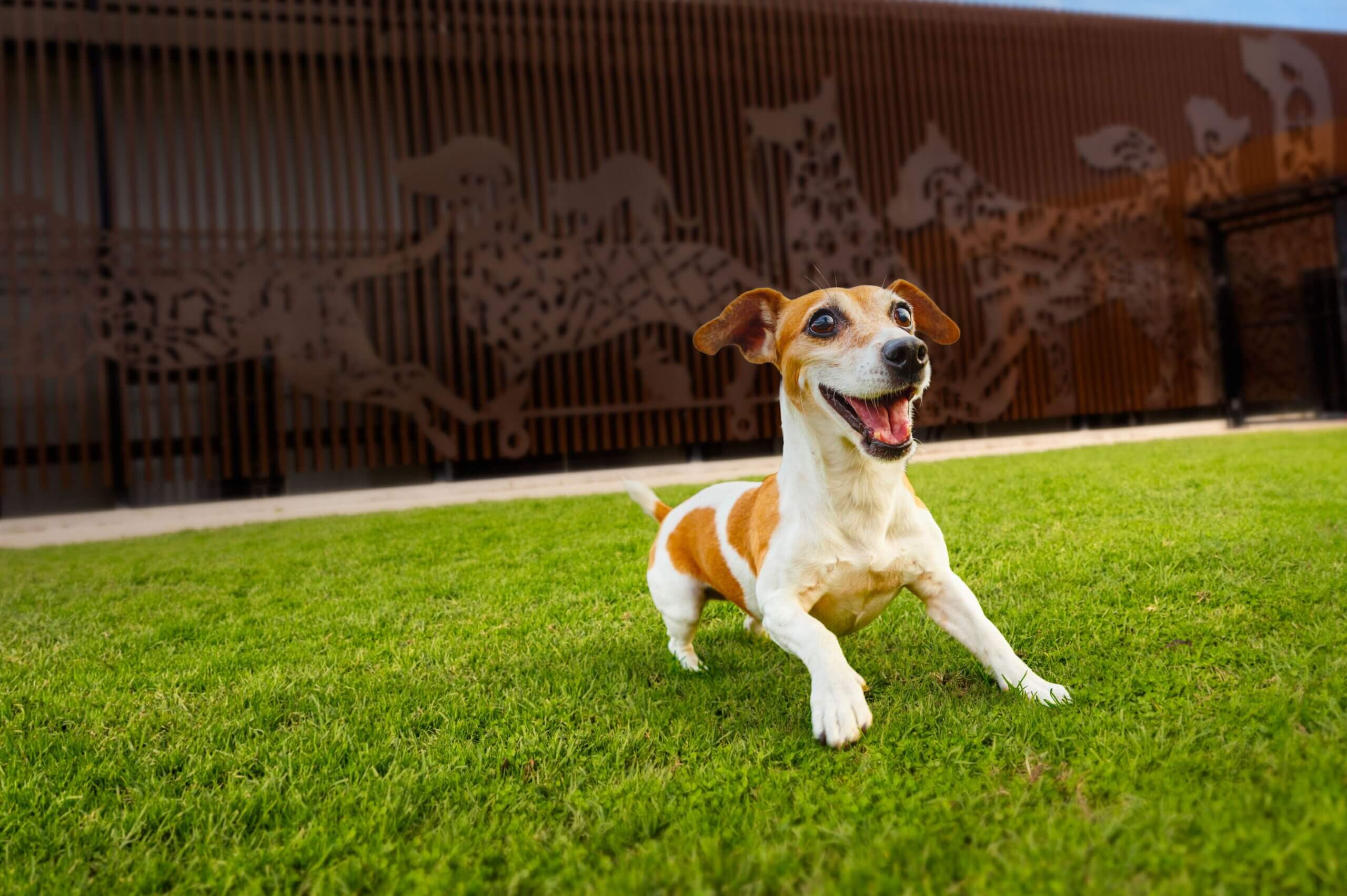 A small, energetic dog with brown and white fur runs playfully on vibrant green grass in front of a fence featuring animal silhouettes.