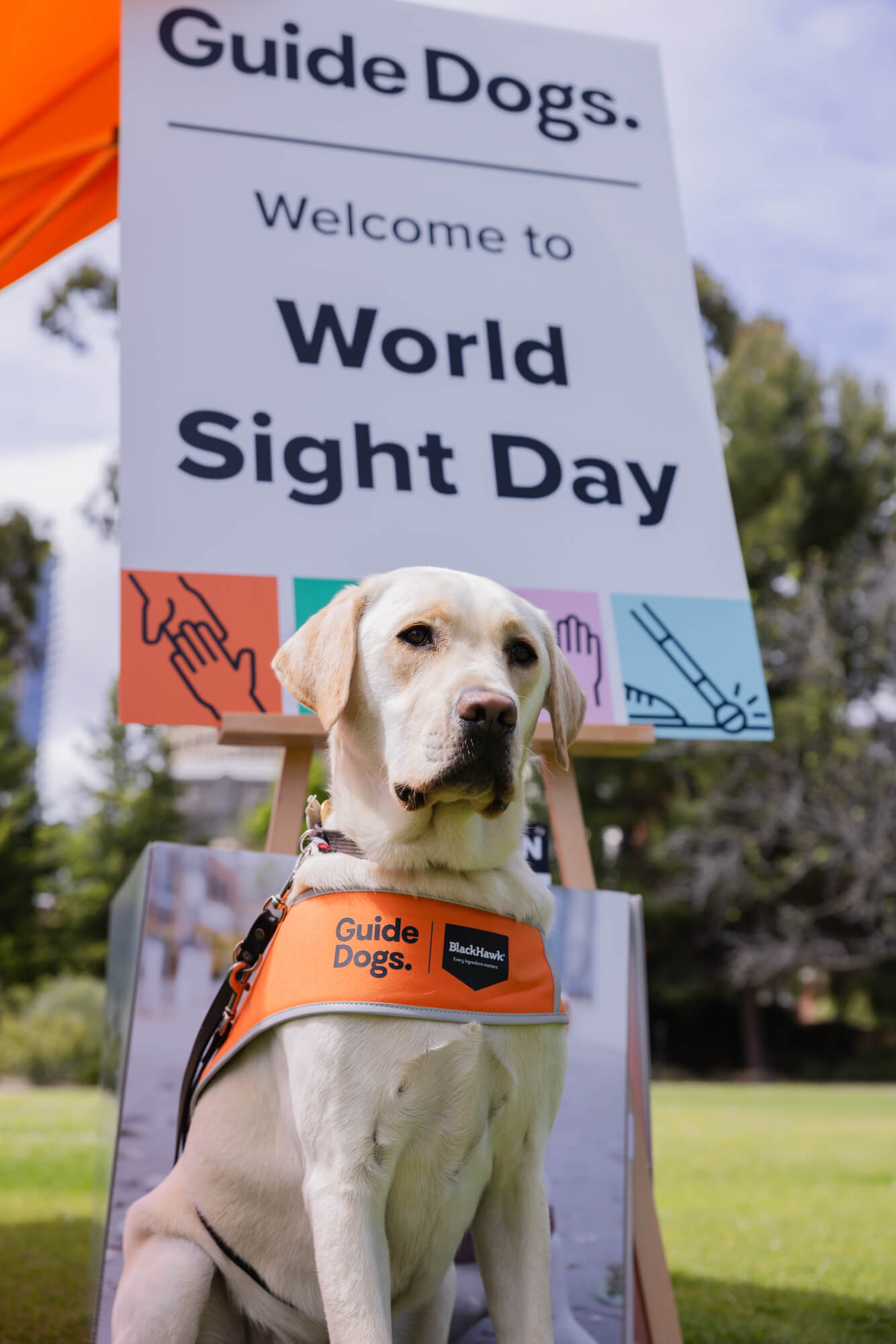 A yellow Labrador wearing an orange Guide Dogs vest sits in front of a sign that reads Welcome to World Sight Day. Trees and grass are visible in the background.