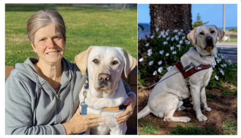 A woman with short grey hair, wearing a grey hoodie, sits on a bench next to a yellow Labrador retriever. Beside them is a photo from their Guide Dogs Puppy raising journey, showing the same dog outdoors by white flowers in its harness.