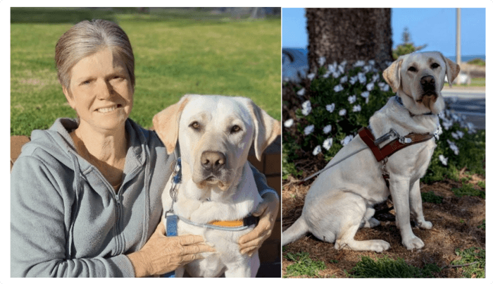 A smiling woman with short grey hair sits outdoors with a yellow Labrador Retriever wearing a blue harness; next to them, the same dog sits by a tree and flowers, wearing a brown harness.