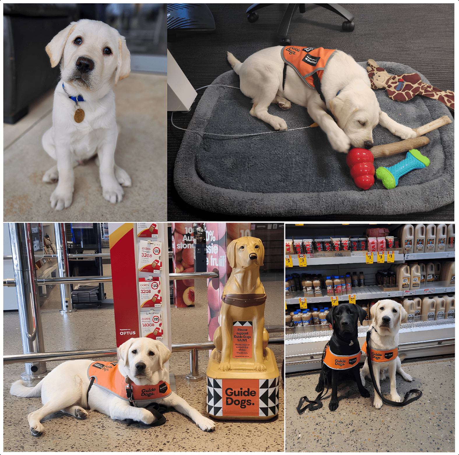 A collage of a young Guide Dogs Puppy raising trainee: sitting, chewing toys, lying near a guide dog statue, and posing with another black puppy in orange training vests inside a shop.