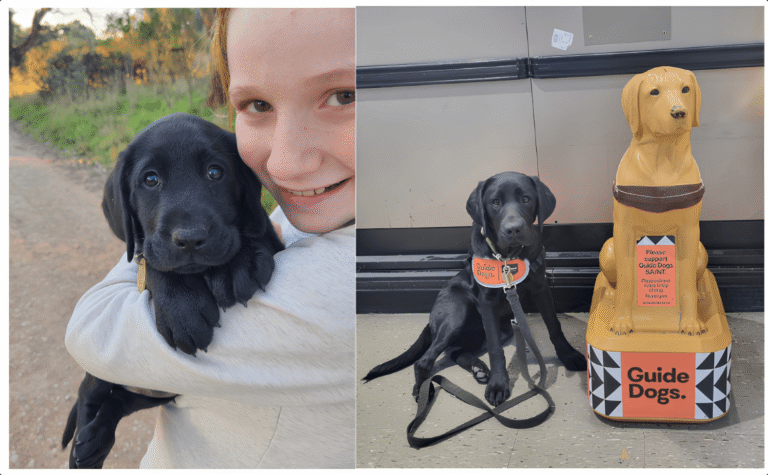 A black labrador puppy is held by a smiling child outdoors in one photo; in the other, the Guide Dogs Puppy raising pup, wearing a training harness, sits beside a yellow guide dog donation statue indoors.