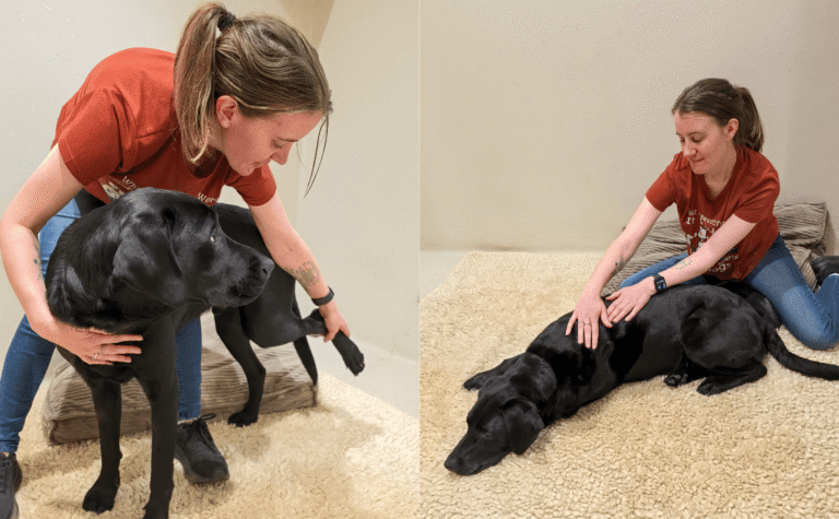A woman in a red shirt interacts with a black dog indoors. In the left image, she lifts the dog’s leg. In the right image, she sits on the floor, gently stroking the dog lying on a beige rug.