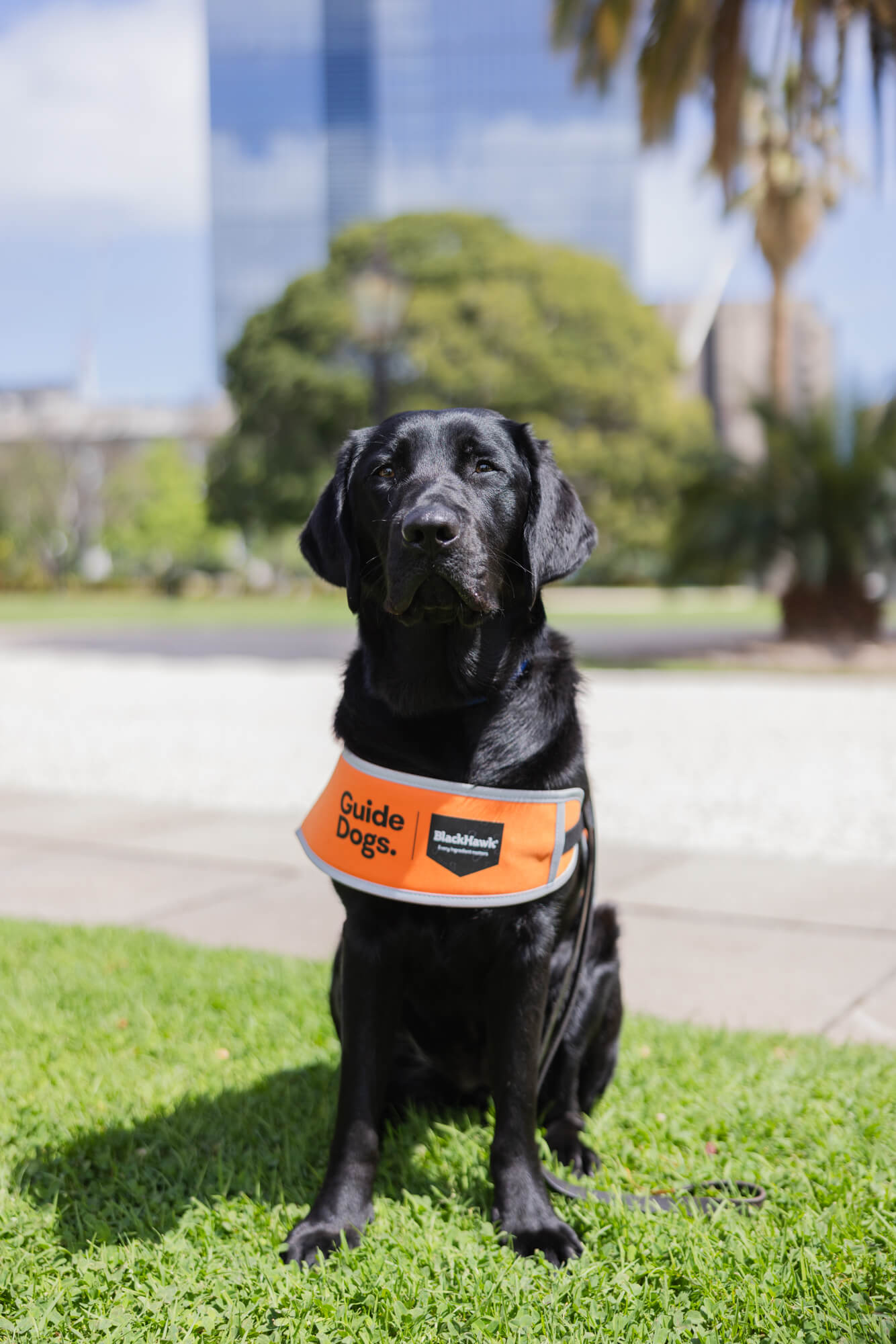 A black Labrador known for promoting wellbeing in the workplace, wearing an orange Guide Dogs vest, sits on green grass in a park, with blurred trees and tall buildings in the background on a sunny day.