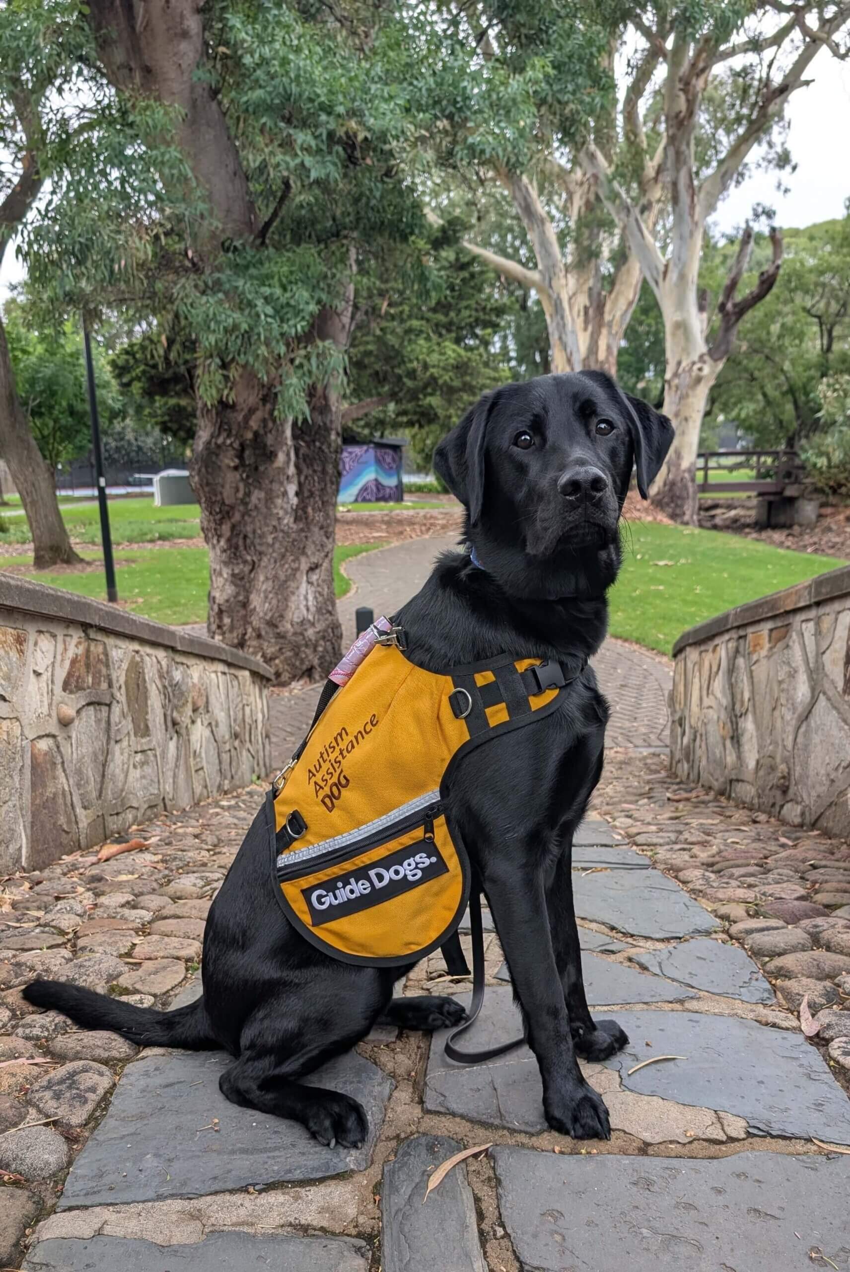 A black Labrador wearing a yellow Guide Dogs vest sits on a stone path in a park, surrounded by green grass and trees—a wonderful example of the important role Assistance Dogs play in supporting people’s independence.