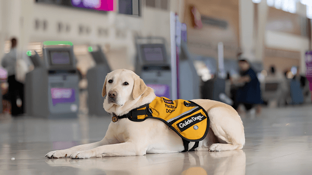 A yellow Labrador wearing a yellow guide dog vest lies on the floor in a spacious, modern indoor area, likely an airport, with people and kiosks visible in the background—a testament to the important role guide dogs play in assisting individuals as they travel.