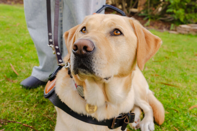 A yellow Labrador Retriever wearing a black harness sits on green grass. A person in grey trousers and black shoes stands behind the dog, holding its lead. Trees and plants are visible in the background.