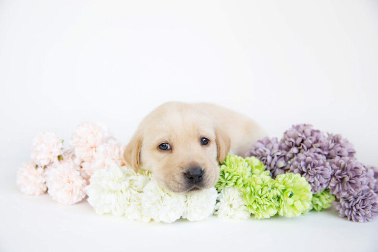 A light-coloured puppy lies on a white surface, resting its head on a bed of pastel pink, green, white, and purple flowers, looking forward with a calm expression. The background is plain white—a heartwarming scene perfect for promoting a guide dogs fundraiser.