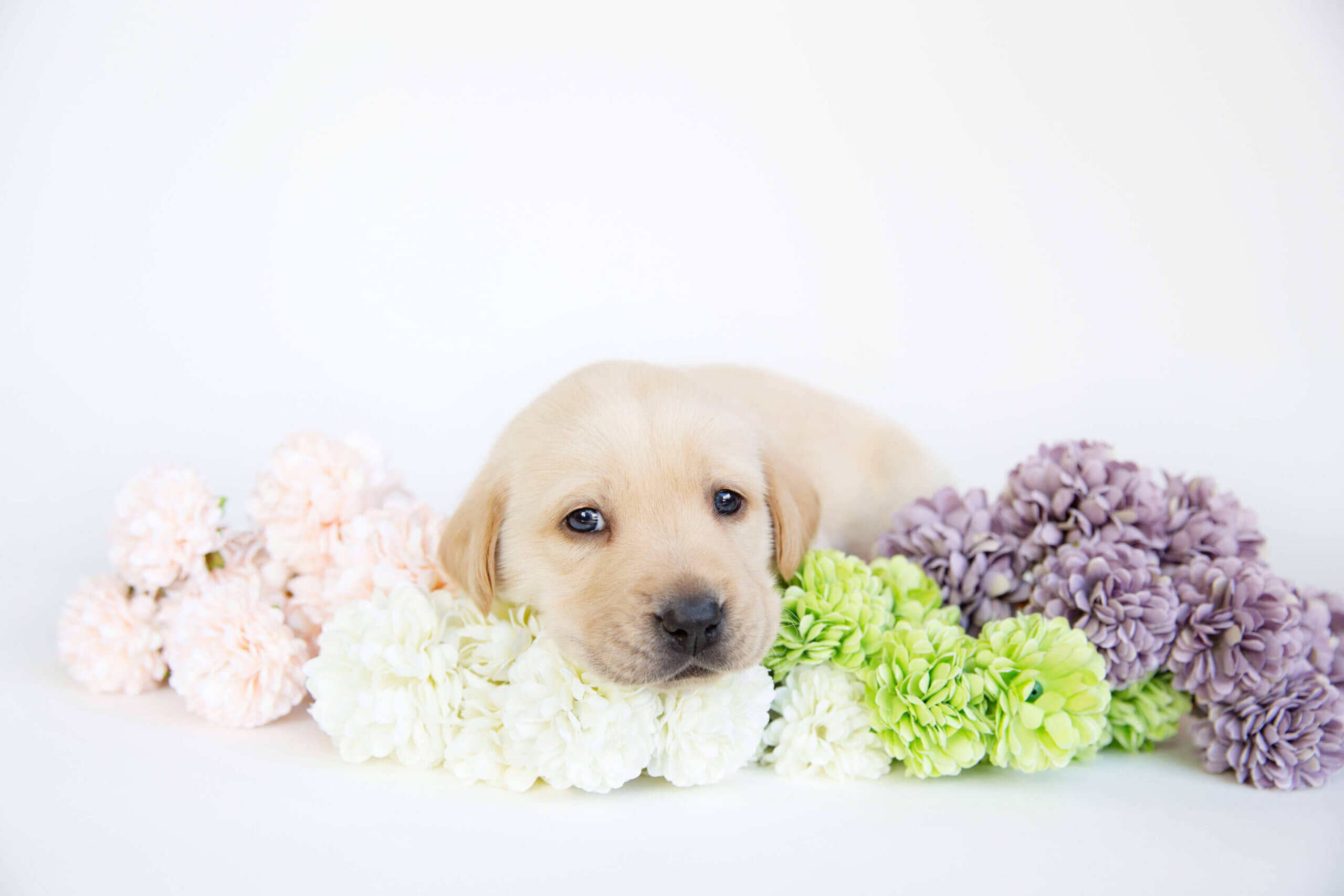 A light-coloured puppy lies on a white surface, resting its head on a bed of pastel pink, green, white, and purple flowers, looking forward with a calm expression. The background is plain white—a heartwarming scene perfect for promoting a guide dogs fundraiser.