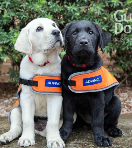 Guide Dogs unveil paw-some new look