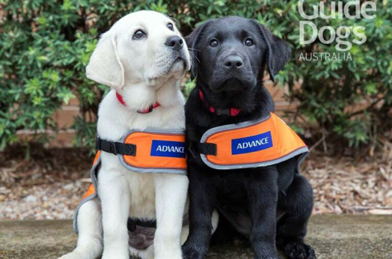 Guide Dogs unveil paw-some new look