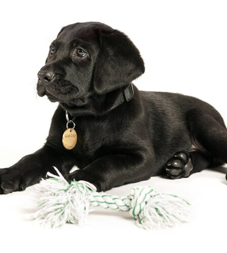 It’s the Year of the Dog!