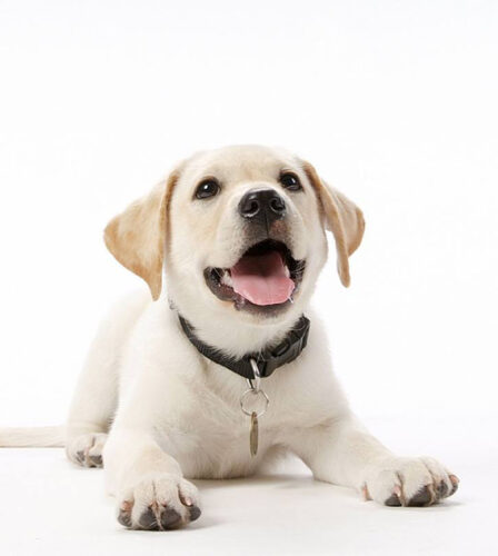 New Board positions Guide Dogs SA for the future