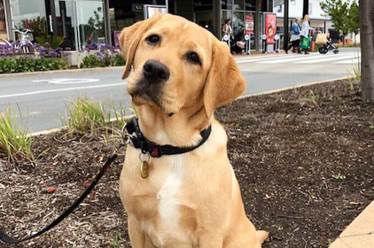 Ruff news for man&#8217;s best friend