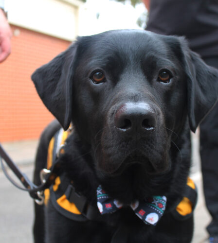 Facility Dog Apollo graduates with his primary school peers