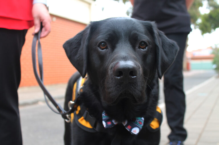 Facility Dog Apollo graduates with his primary school peers