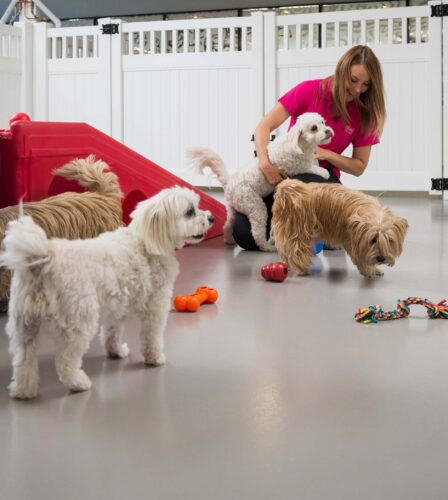 Tips for dog enrichment