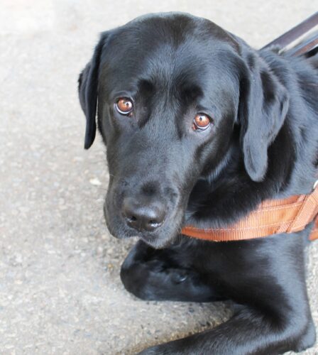 Happy International Guide Dog Day 2020