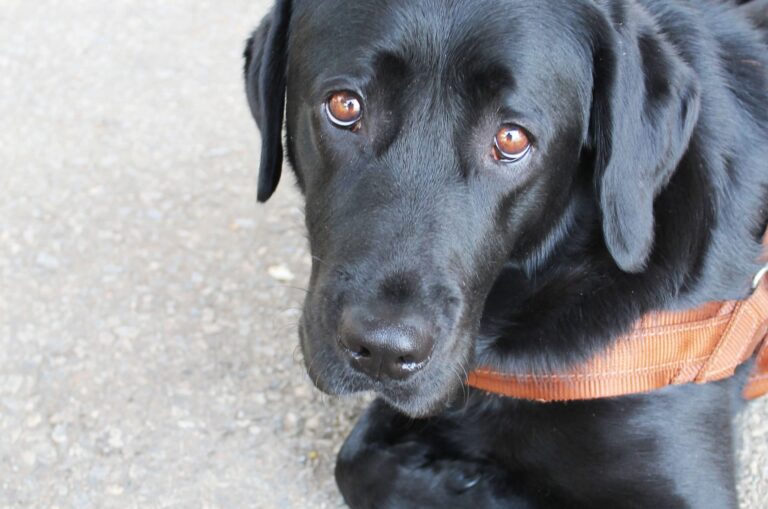 A black Labrador wearing a leather harness