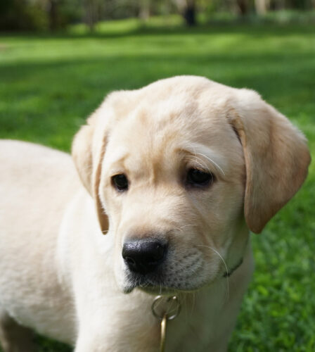 Need for Puppy Raisers