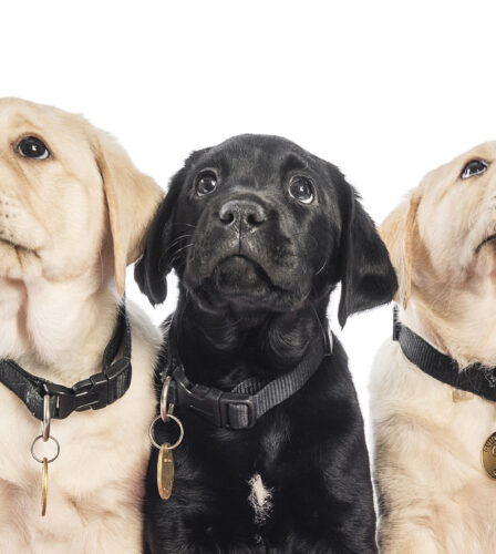 Words from the heart from a Puppy Raiser