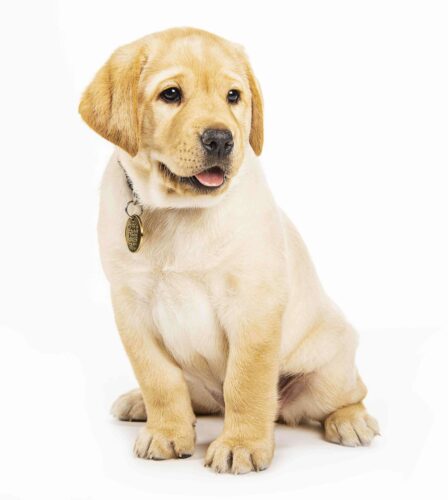 Guide Dogs named ‘top dog’ at awards night