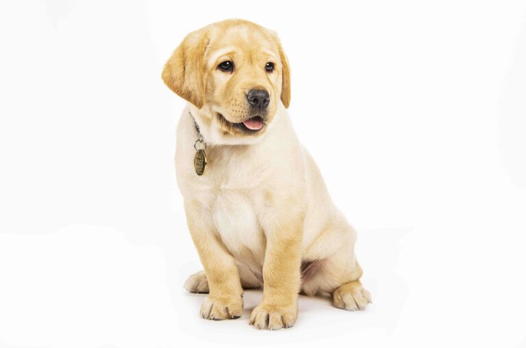Guide Dogs named ‘top dog’ at awards night