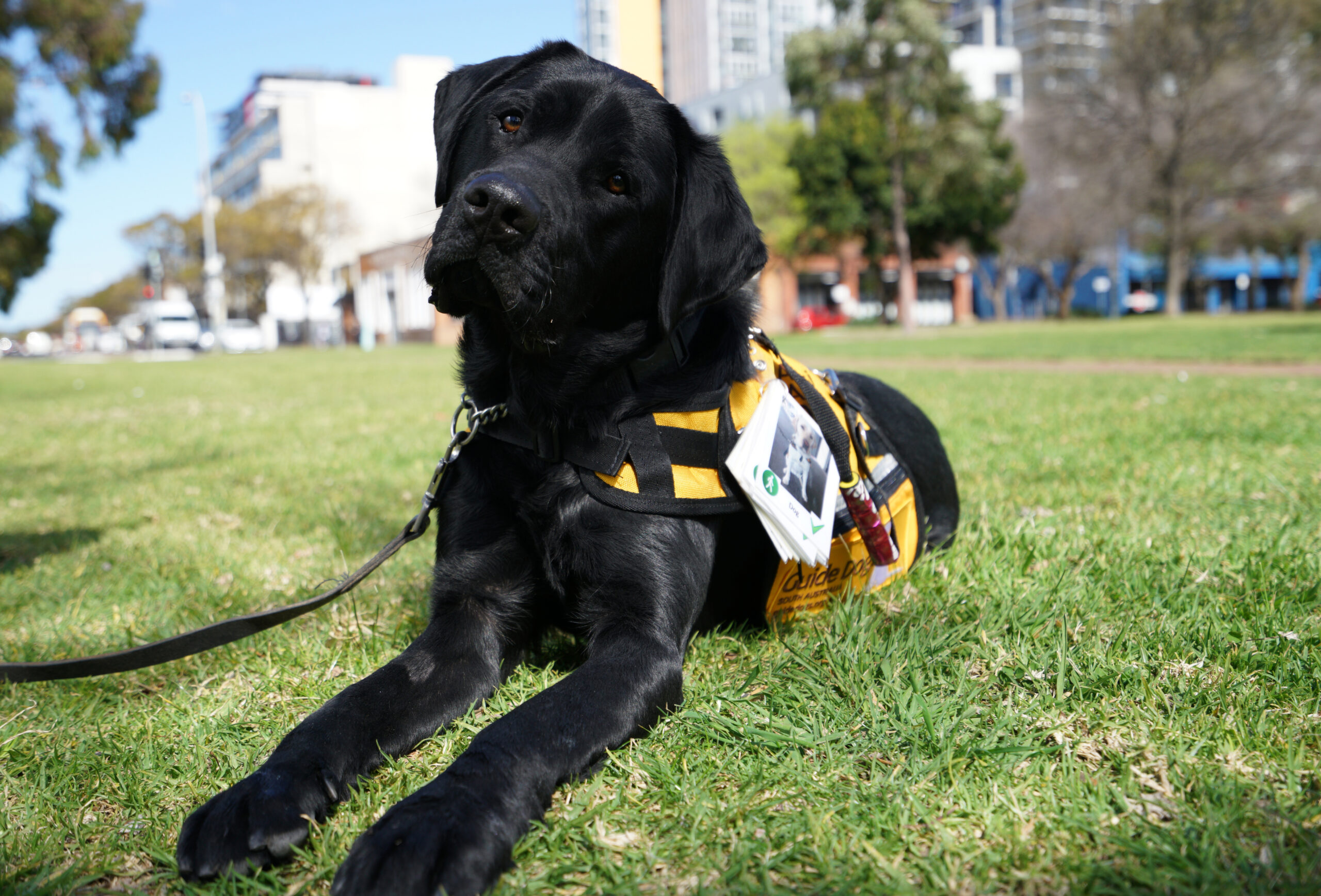 Assistance Dog Coat Guide Dogs SA/NT