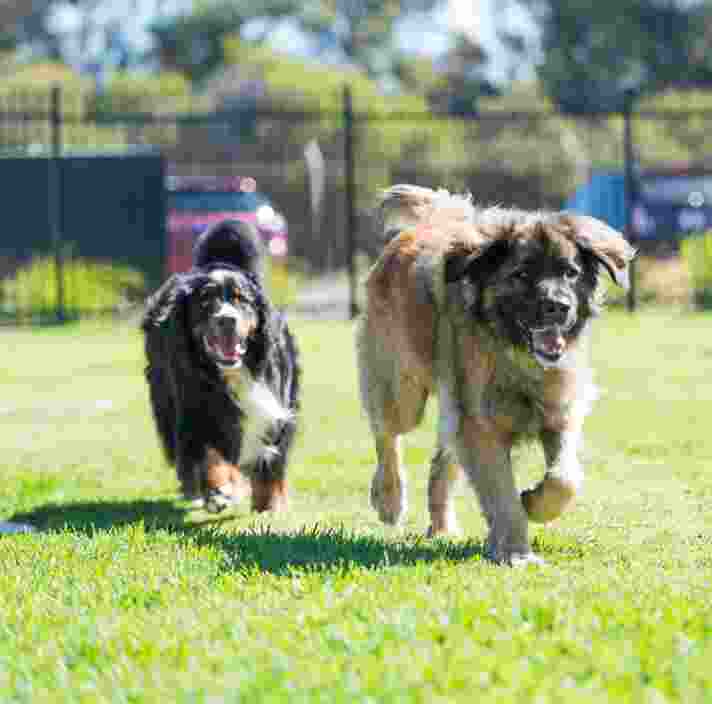 Two dogs, Bernese Mountain dog and Sarplaninac, running on grass outside.