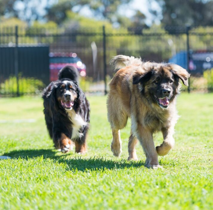 Two dogs, Bernese Mountain dog and Sarplaninac, running on grass outside.