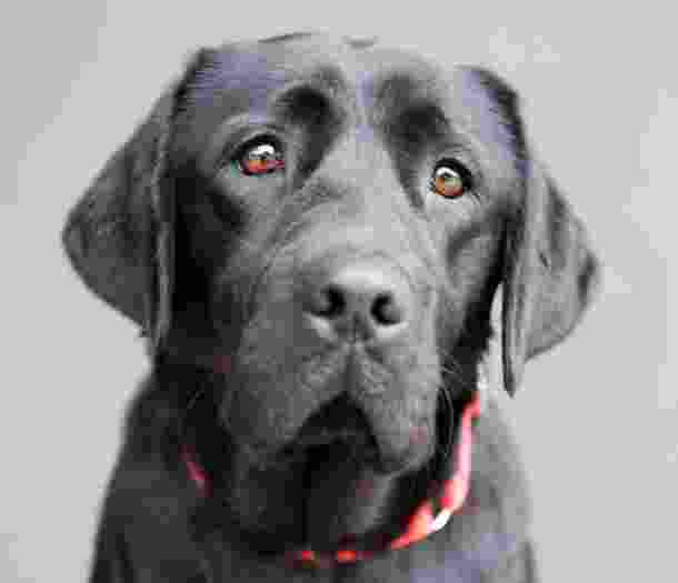 A close up of a black labrador dogs face who is looking straight at the camera.