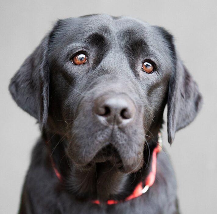 A close up of a black labrador dogs face who is looking straight at the camera.