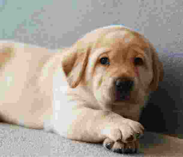 A seven week old yellow labrador puppy sitting flat on the ground against a wall. It has its front paws crossed and is looking at the camera.