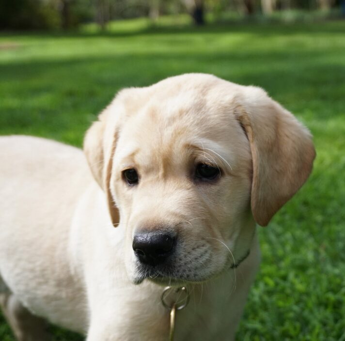 An eight week old puppy standing outside on some grass. The puppy is looking to the left of the camera.