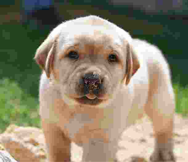 A seven week old yellow labrador puppy standing outside in sand. The puppy is looking at the camera and has some sand on the end of its noise.