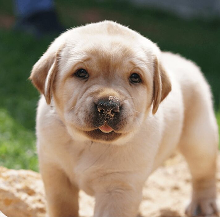 A seven week old yellow labrador puppy standing outside in sand. The puppy is looking at the camera and has some sand on the end of its noise.